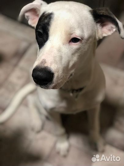 Собака обработан