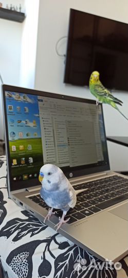 Волнистые попугайчики (пара) в просторной клетке