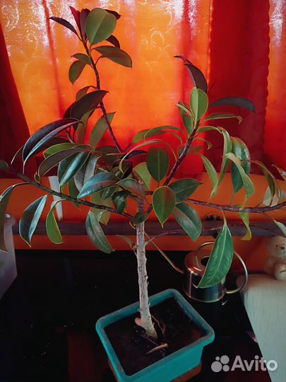 Фикус каучуконосный