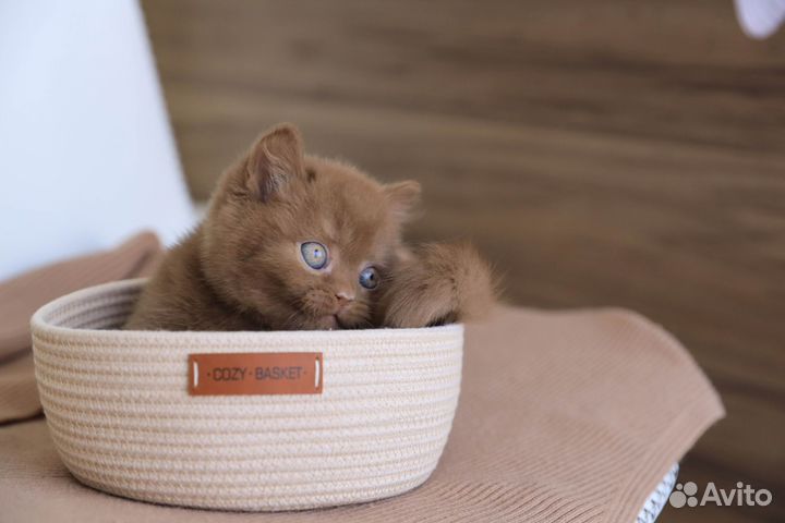 Британский мальчик в окрасе циннамон-Kruasan