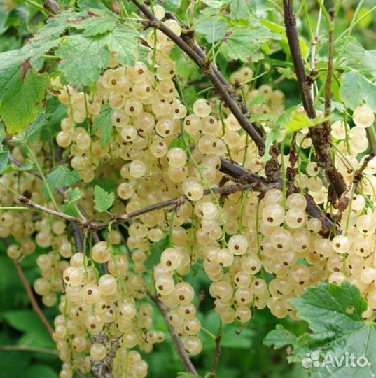 Смородина белая и чёрная