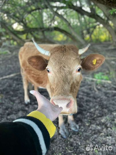 Корова дойная