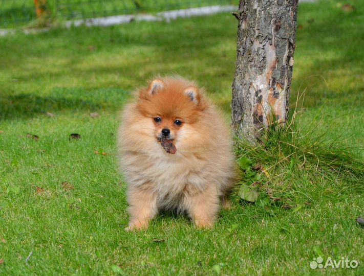 Пушистая лисичка