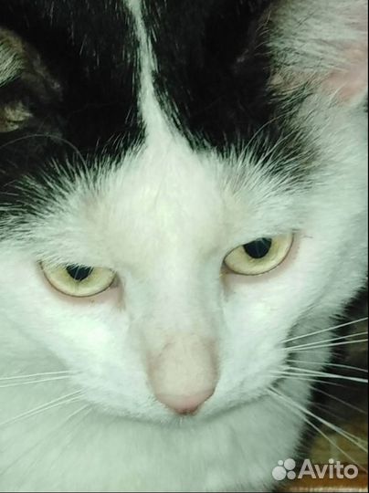Котик