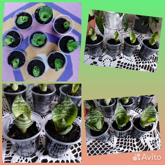 Сансевиерия Ханни