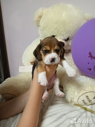 Щенки бигль