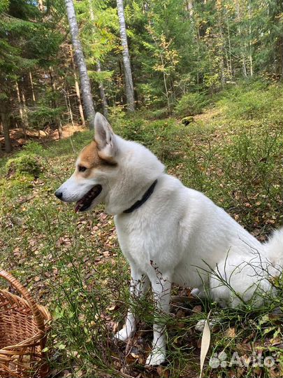 Собака метис лайки