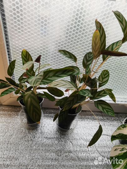 Комнатные цветы