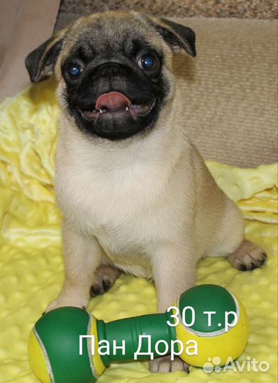 Щенки мопса