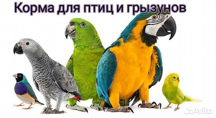 Корма для кошек и собак, птиц и грызунов