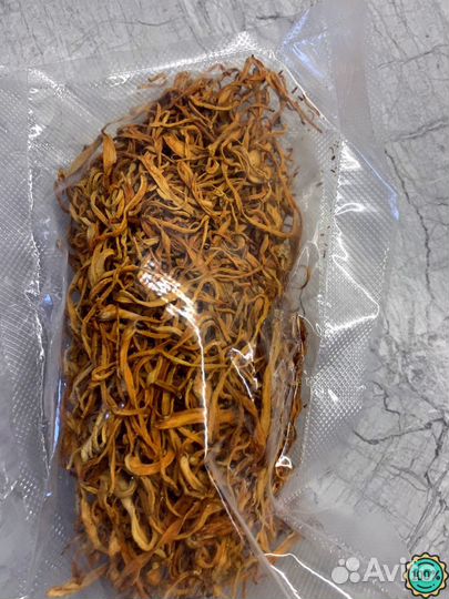 Кордицепс гриб