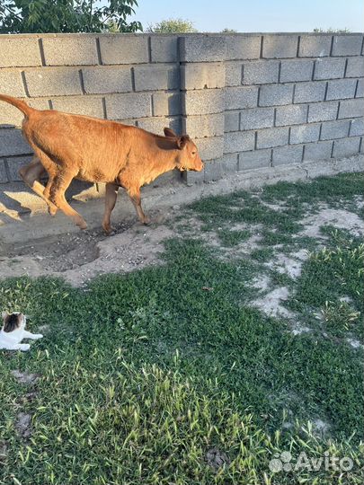 Телёнок молочной породы