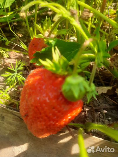 Клубника Азия, вьющаяся, землеклубника