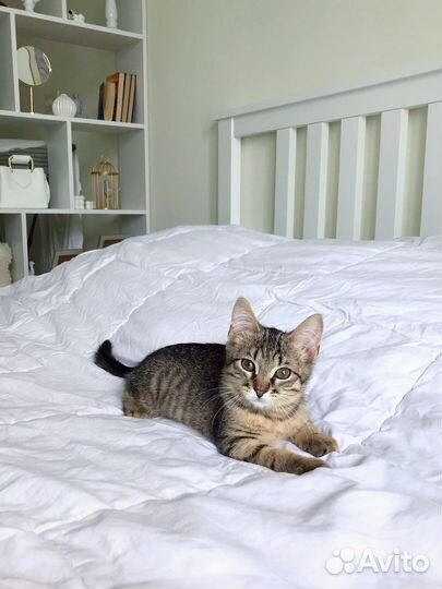 Славный котёнок ищет хощяев