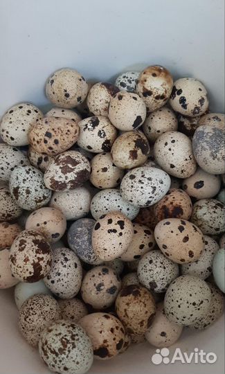 Яйца перепелиные домашние