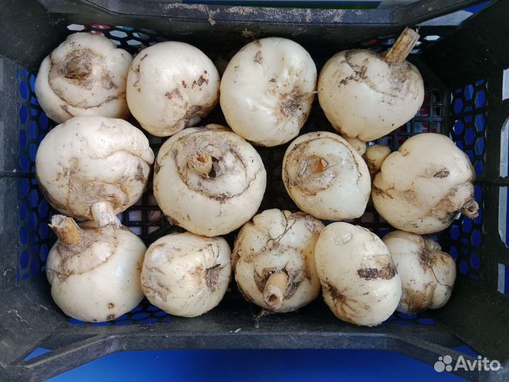 Рябчик императорский