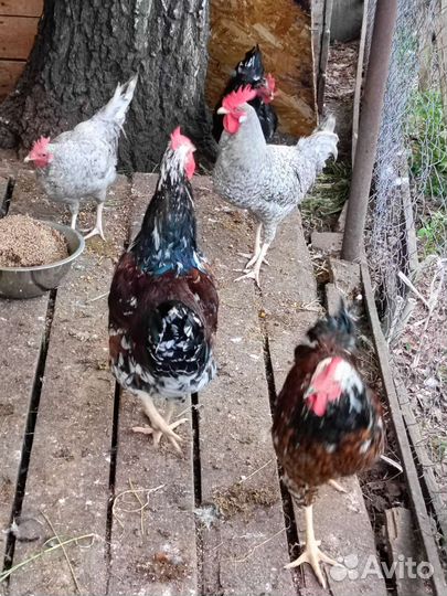 Молодые петушки