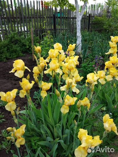 Ирисы, ромашки (куст с корнем)