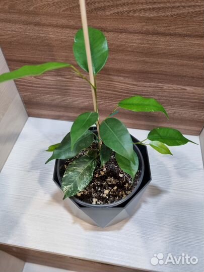 Фикус керли, эльдорадо, сафари, мунлайт, де ган