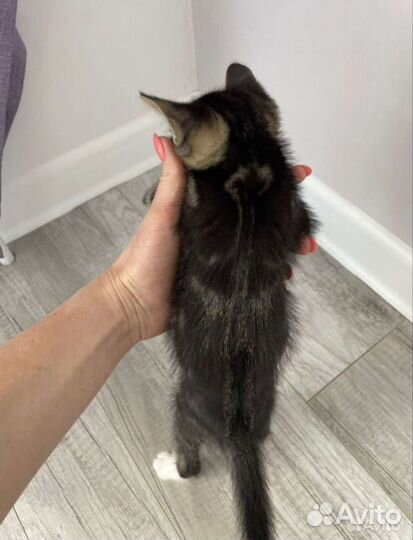 Котенок в добрые руки