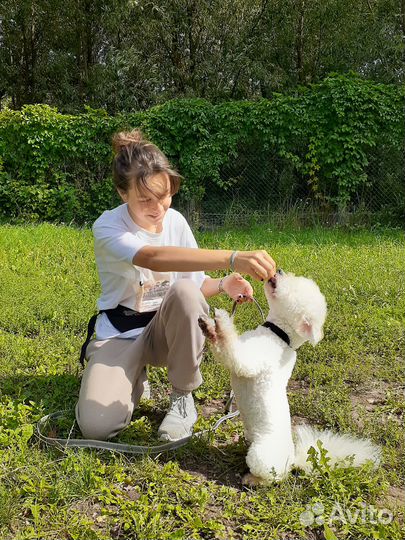 Дрессировка собак