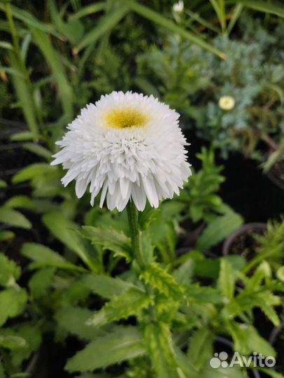 Ромашка (нивянник)