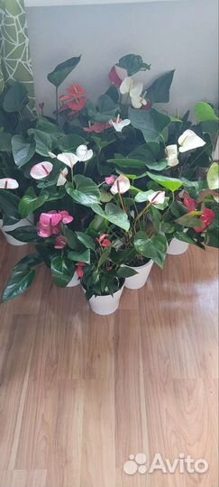 Комнатные цветы антуриум