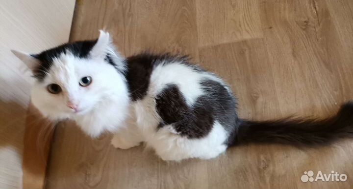 Котик, примерно 4 года