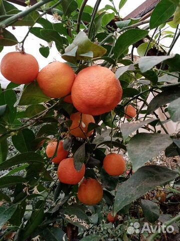 Лимон растения