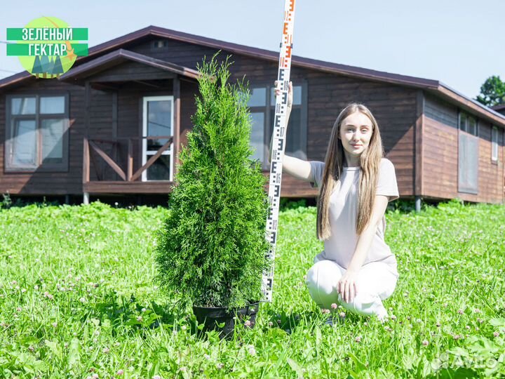 Туи смарагд 1 м свежая копка 2023