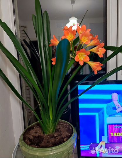 Кливия киноварная