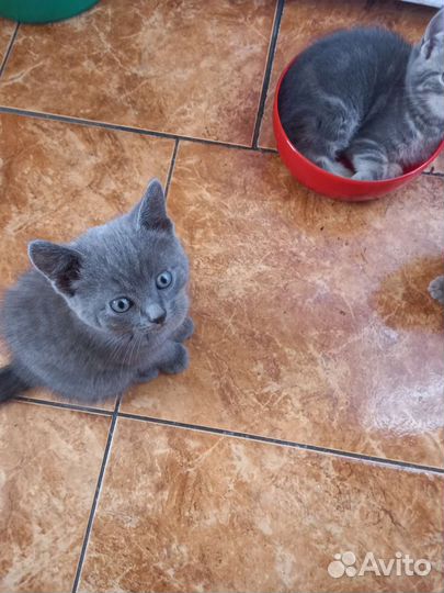 Британская кошка бесплатно