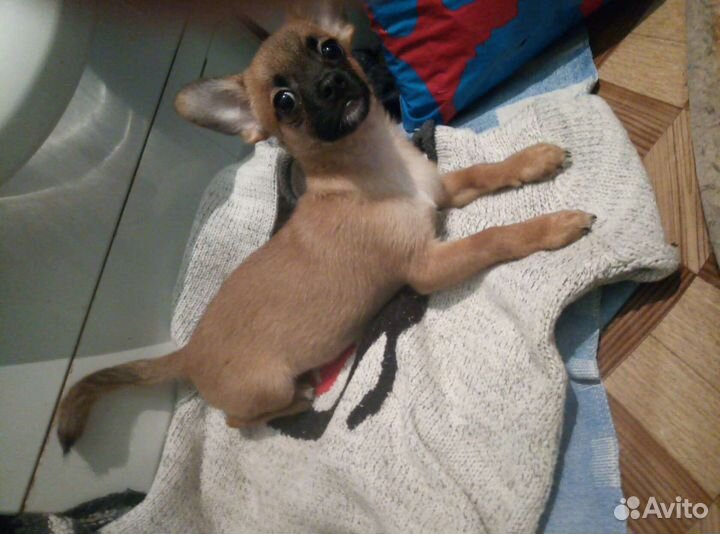 Вязка Кобель Чихуахуа