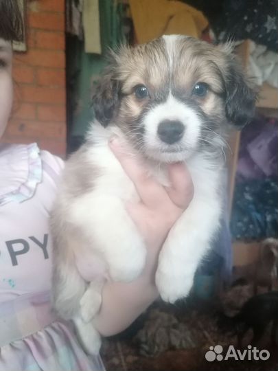 Маленькая собака