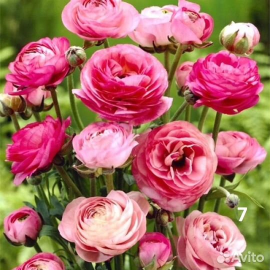 Лютики 12 сортов,лилии,крокусы,аллиум и др цветы