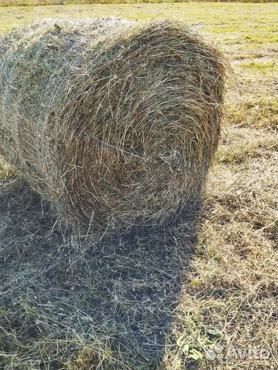 Продам сено в рулонах