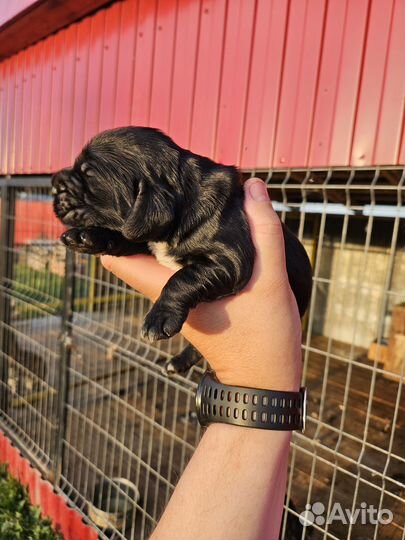 Русский охотничий спаниель щенки