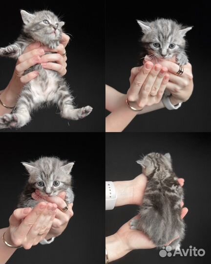 Котята курильского бобтейла серебро/черный дым