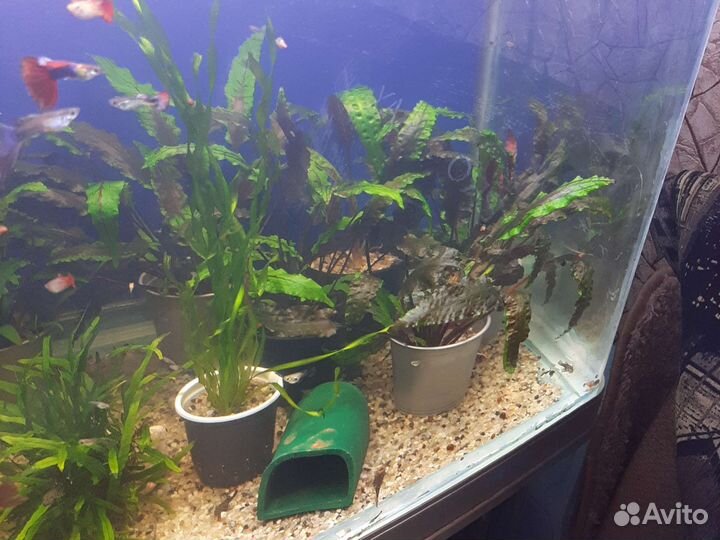 Аквариум