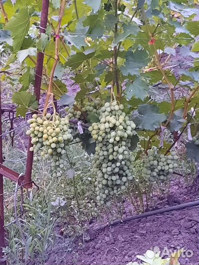 Саженцы и черенки винограда