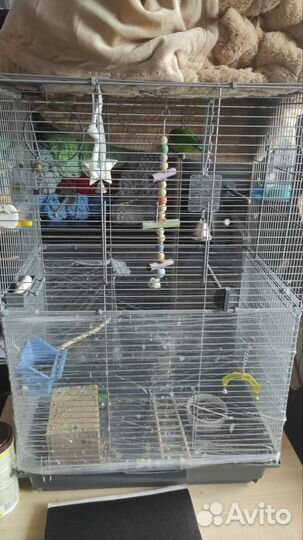 Продам пару неразлучников