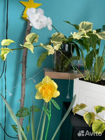 Композиции из первоцветов