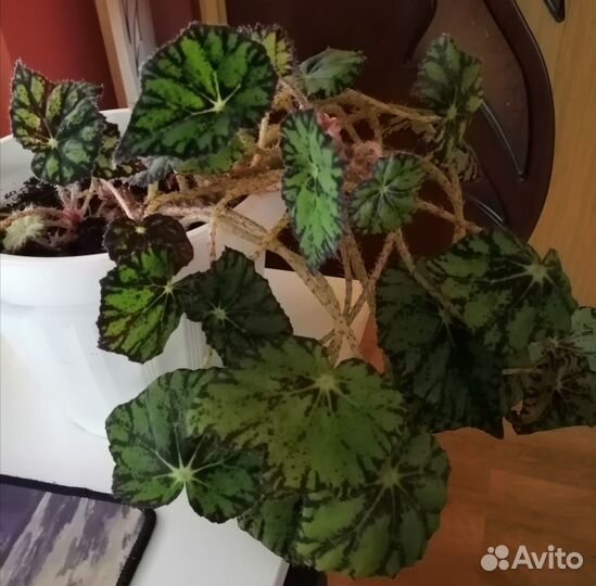 Бегония тигровая и толстянка