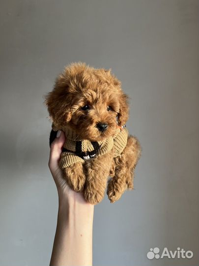 Той-пудель mini мальчик