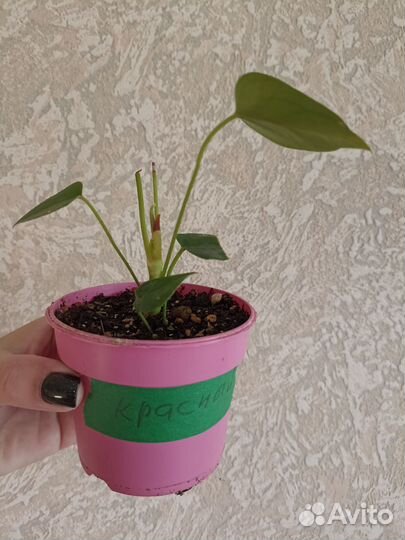 Антуриум красный