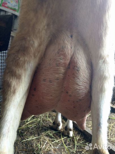 Коза дойная молочная