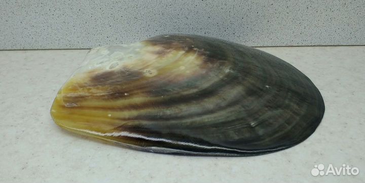 Черный Лип полированный 12,9*13,1 ракушка