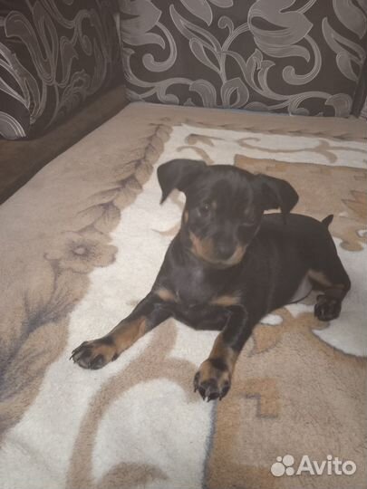 Щенки русский той-терьер