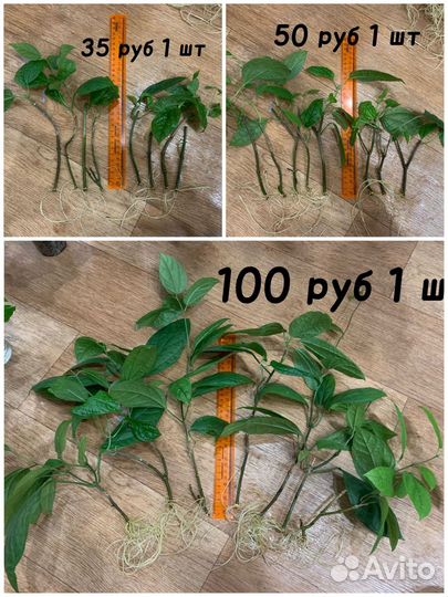 Клеродендрум томпсона