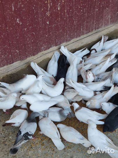 Бойные голуби